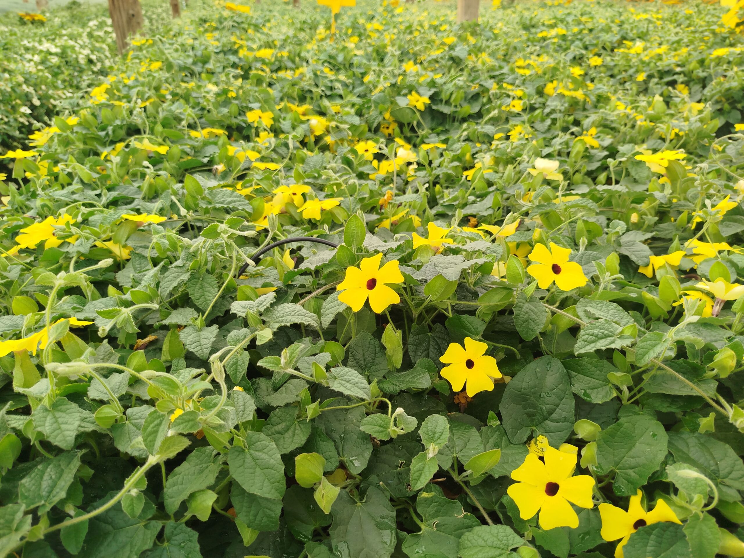 thunbergia enredadera