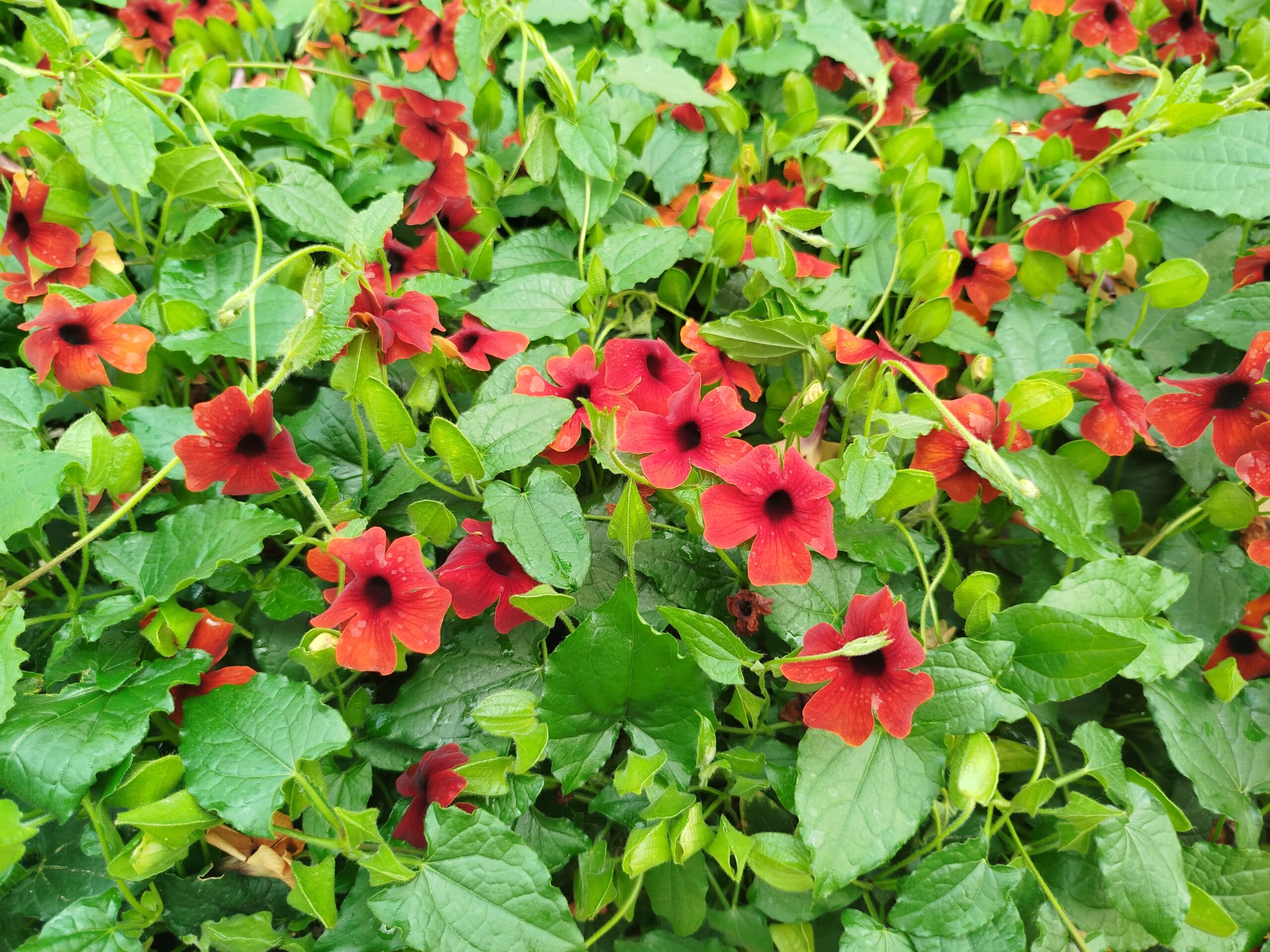 Thunbergia Enredaderas - Imagen 3