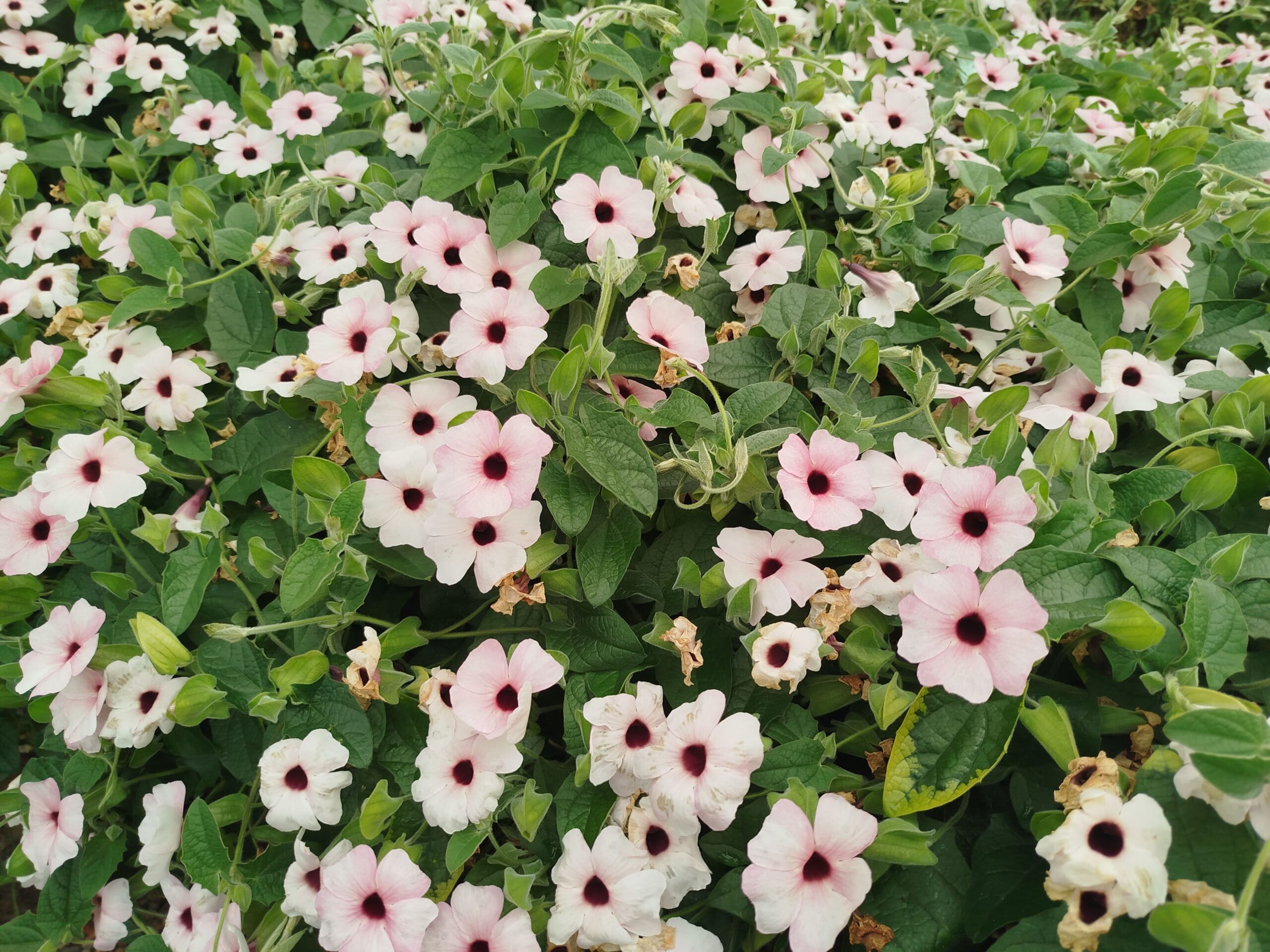 Thunbergia Enredaderas - Imagen 4