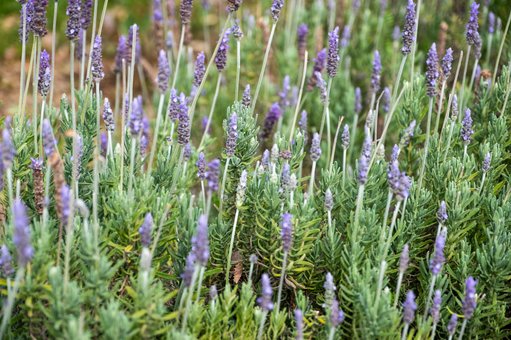 Plantas aromaticas