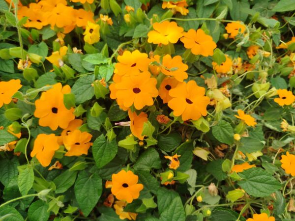 Thunbergia Enredaderas - Imagen 2