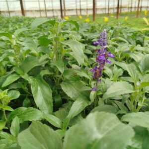 comprar planta aromatica salvia