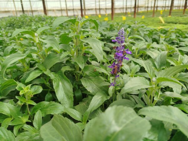 comprar planta aromatica salvia