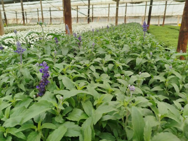 comprar planta aromatica salvia