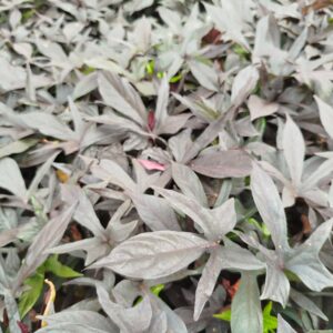 enredadera batata