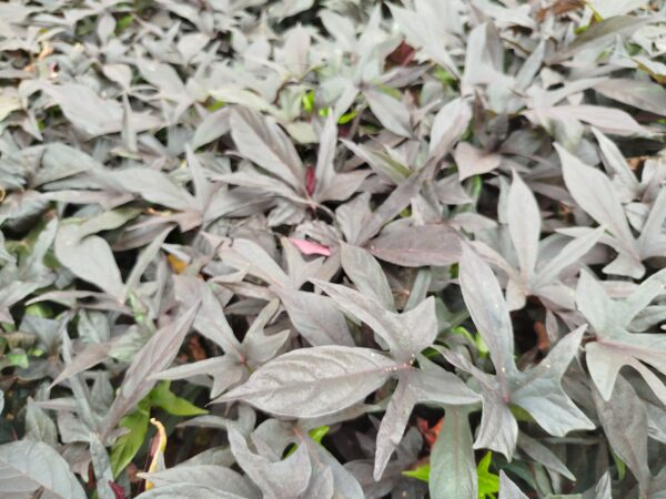 enredadera batata