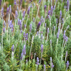 Plantas Aromáticas
