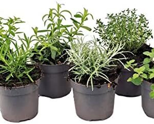 Kit surtido aromaticas